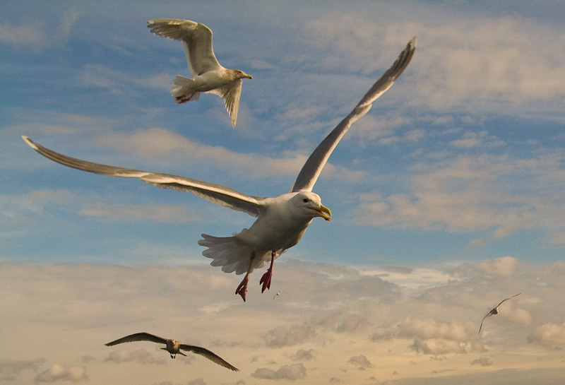 Gulls In Flight